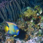 Snorkeling in Bali