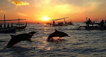 Sunrise Dolphin Run